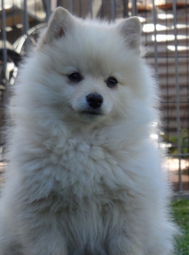 Close Up upper body shot - A fluffy white German Spitz is sitting in a field in front of a chain link fence